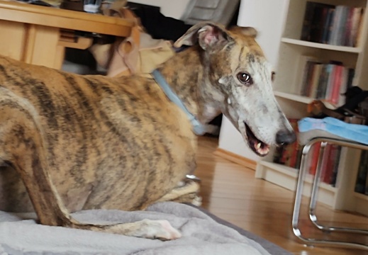 Unser Pino 