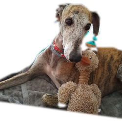 Pino mal hier, mal da